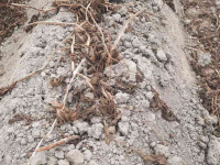 Haulm Topper  MSR Crown Crusher loofdoder