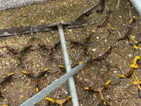 Pasture harrow  Weidesleep 5 meter