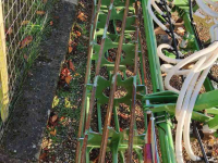 Cultivator Steeno Multi-Tasker
